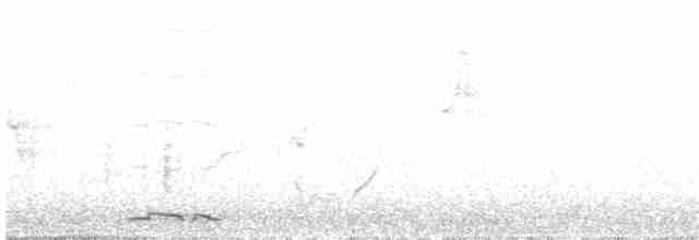 holoubek proužkokrký - ML204021121