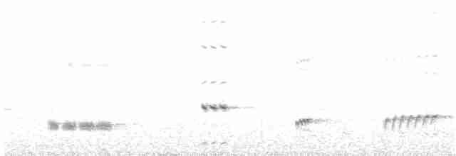 Psophode à menton noir (leucogaster/lashmari) - ML204021211