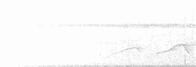 vaktelmaurfugl (torquata) - ML204022061