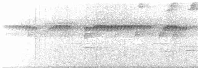 Tohi silencieux (taciturnus/nigrirostris) - ML204022341