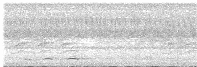 Rotbrust-Zwergkauz (tephronotum) - ML204022991