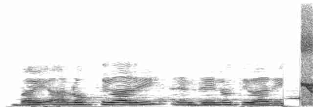 Зозуля білогорла - ML204024621