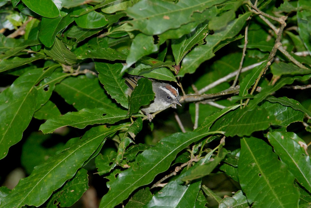 Black-cheeked Warbler - marvin hyett