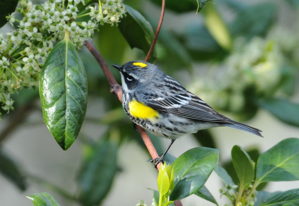 Yellow-rumped Warbler (Myrtle) - marvin hyett