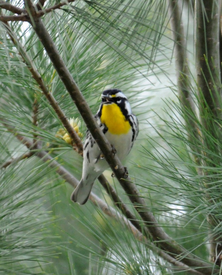 Yellow-throated Warbler - marvin hyett