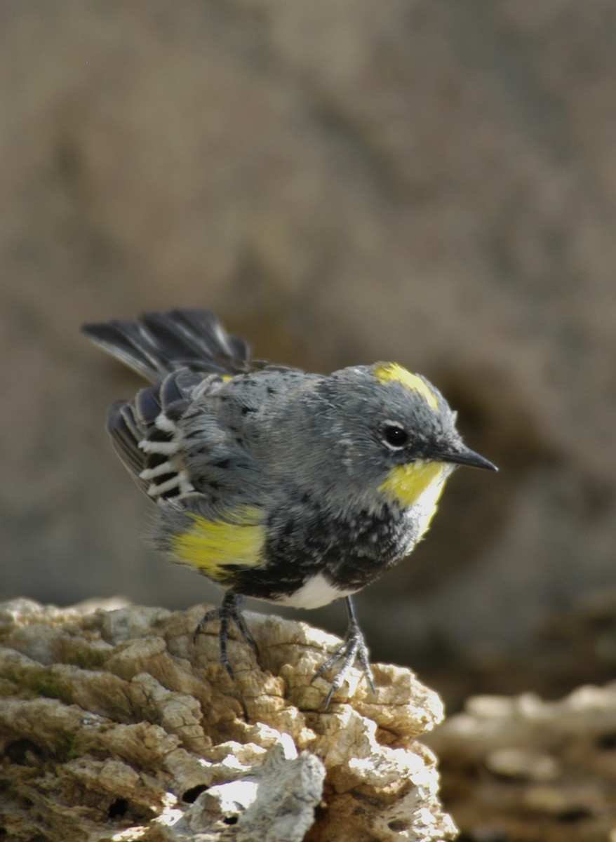 Yellow-rumped Warbler (Audubon's) - ML204032391