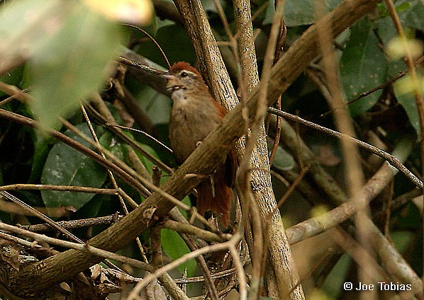 Rusty-backed Spinetail - ML204032681