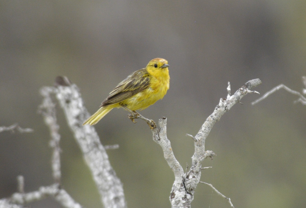 Yellow Warbler (Galapagos) - ML204033951