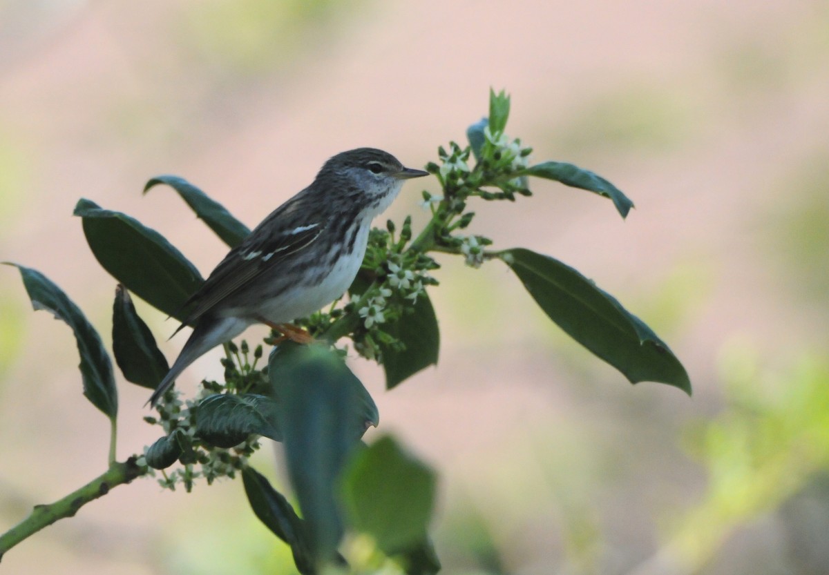 Blackpoll Warbler - marvin hyett