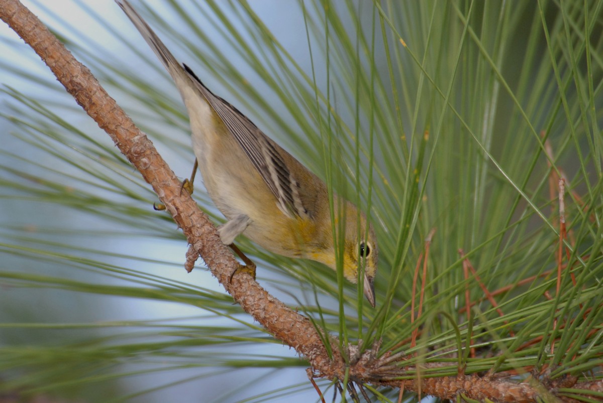 Pine Warbler - marvin hyett