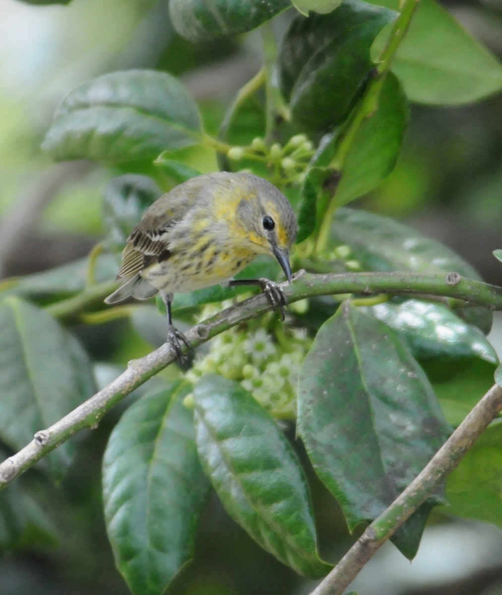 Cape May Warbler - marvin hyett
