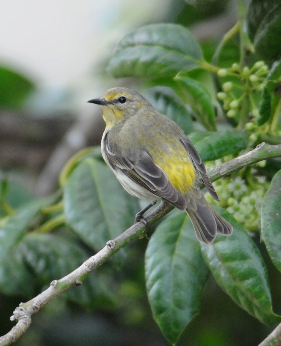 Cape May Warbler - marvin hyett