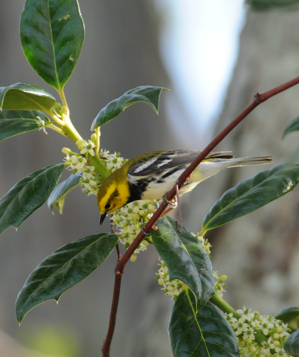 Black-throated Green Warbler - marvin hyett
