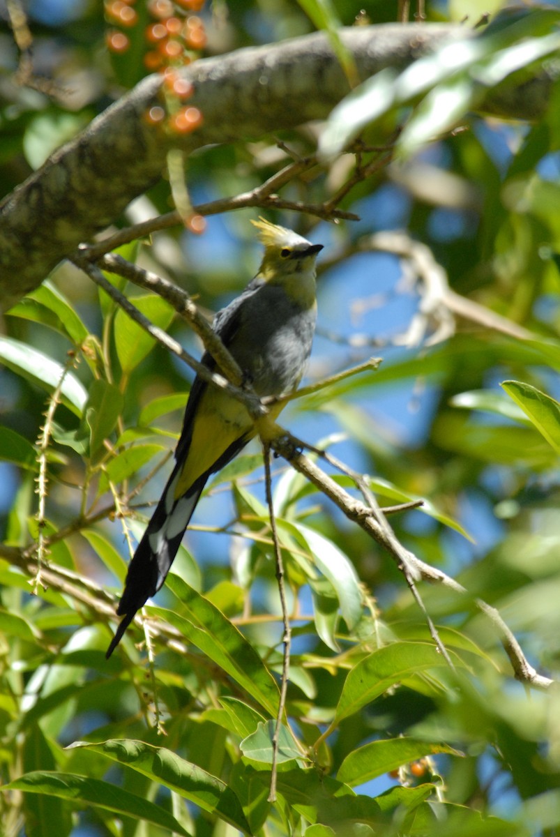 Long-tailed Silky-flycatcher - marvin hyett