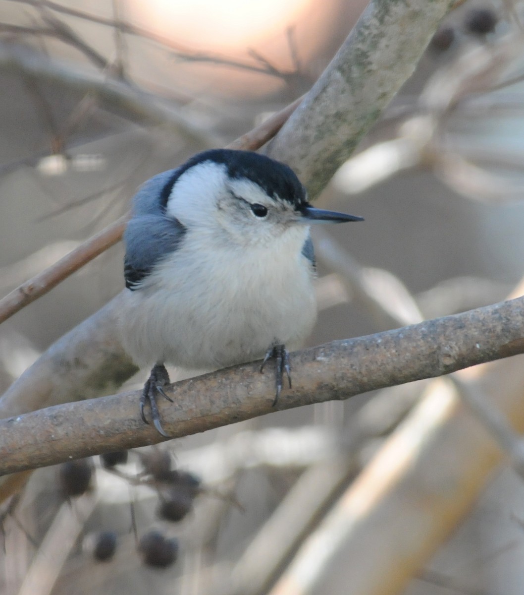 White-breasted Nuthatch (Eastern) - ML204034651