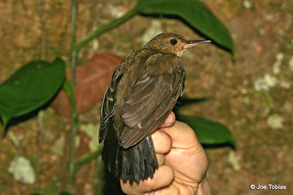 Black-tailed Leaftosser - Joseph Tobias