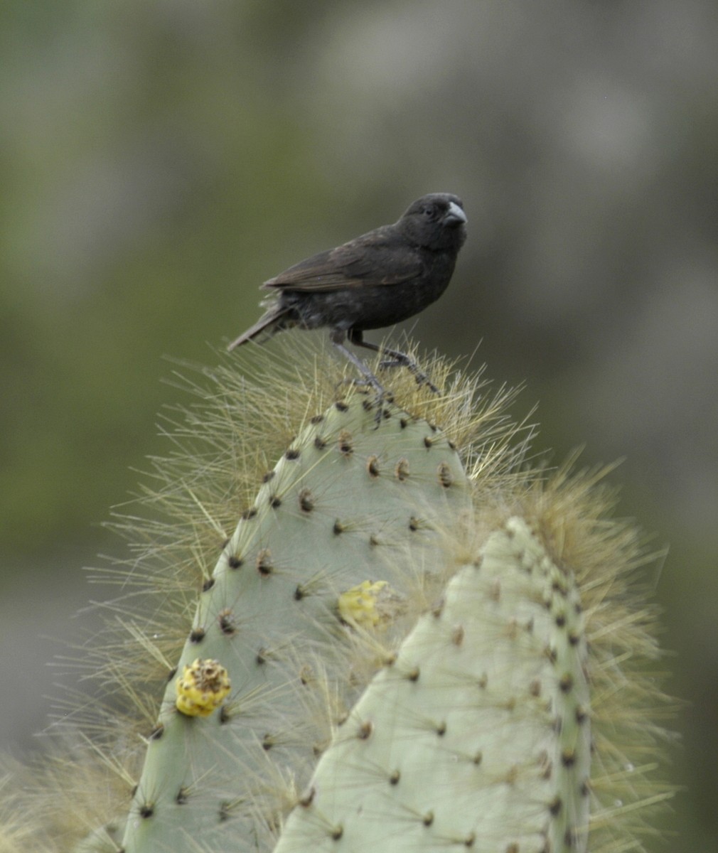 Pinzón de Darwin de Los Cactus - ML204036371