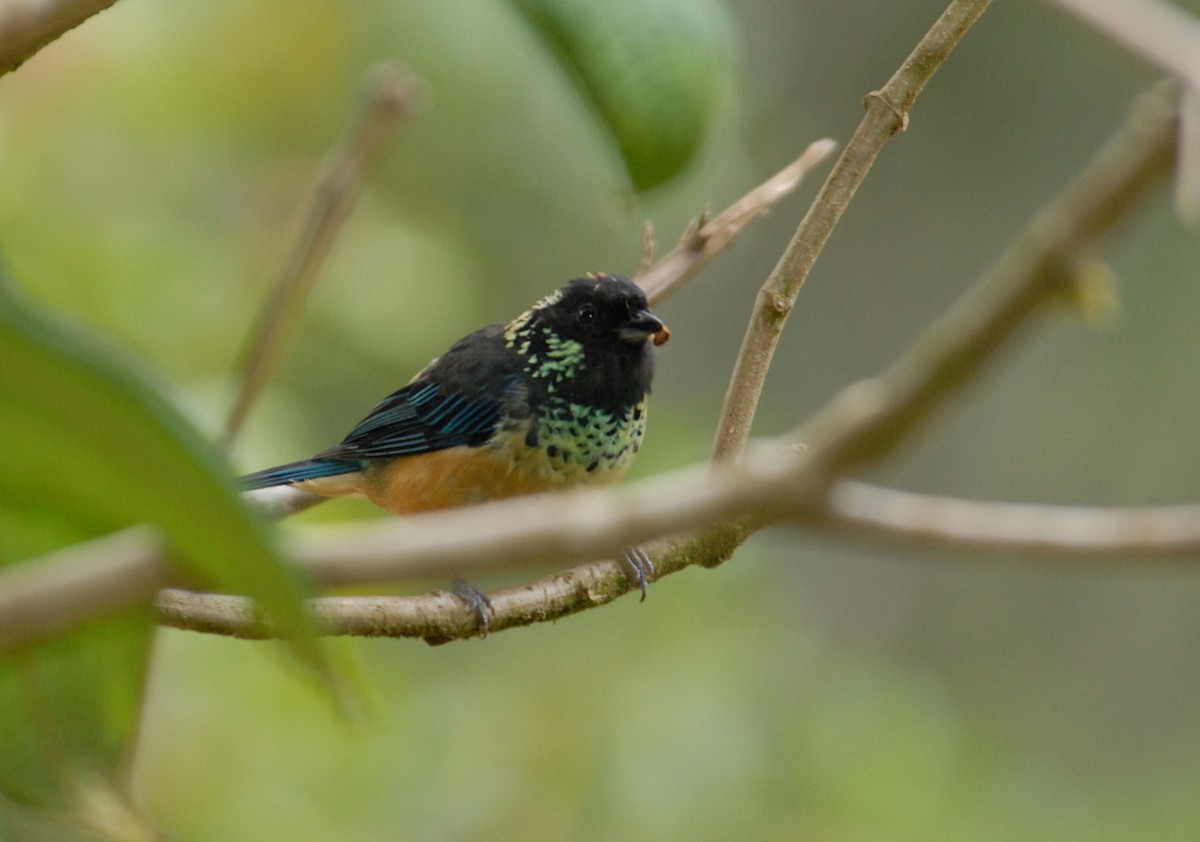Spangle-cheeked Tanager - marvin hyett