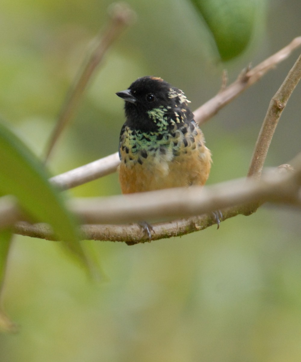 Spangle-cheeked Tanager - ML204036541