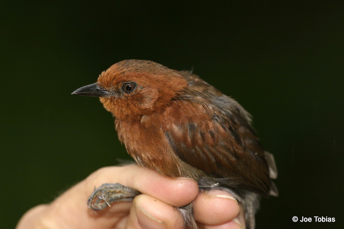 Chestnut-throated Spinetail - ML204036881