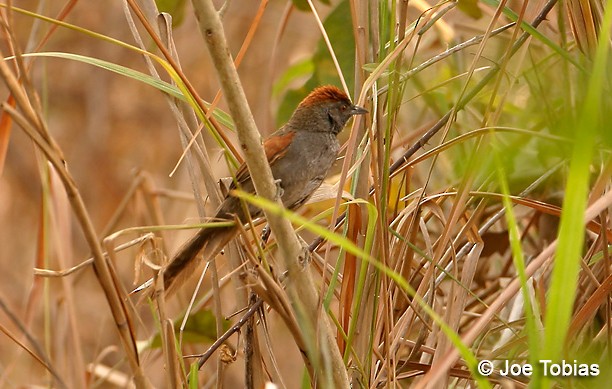 Cinereous-breasted Spinetail - Joseph Tobias