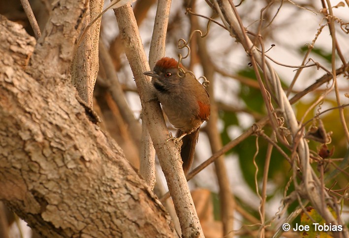 Cinereous-breasted Spinetail - Joseph Tobias