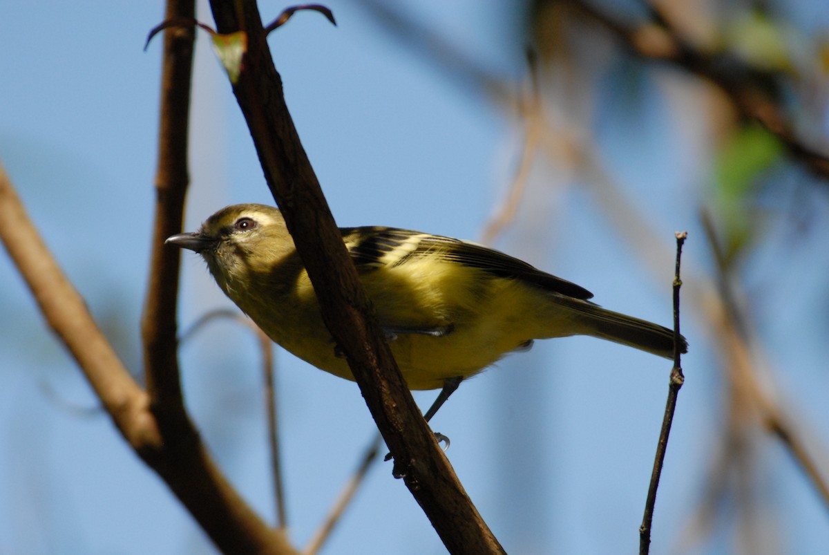 Yellow-winged Vireo - marvin hyett