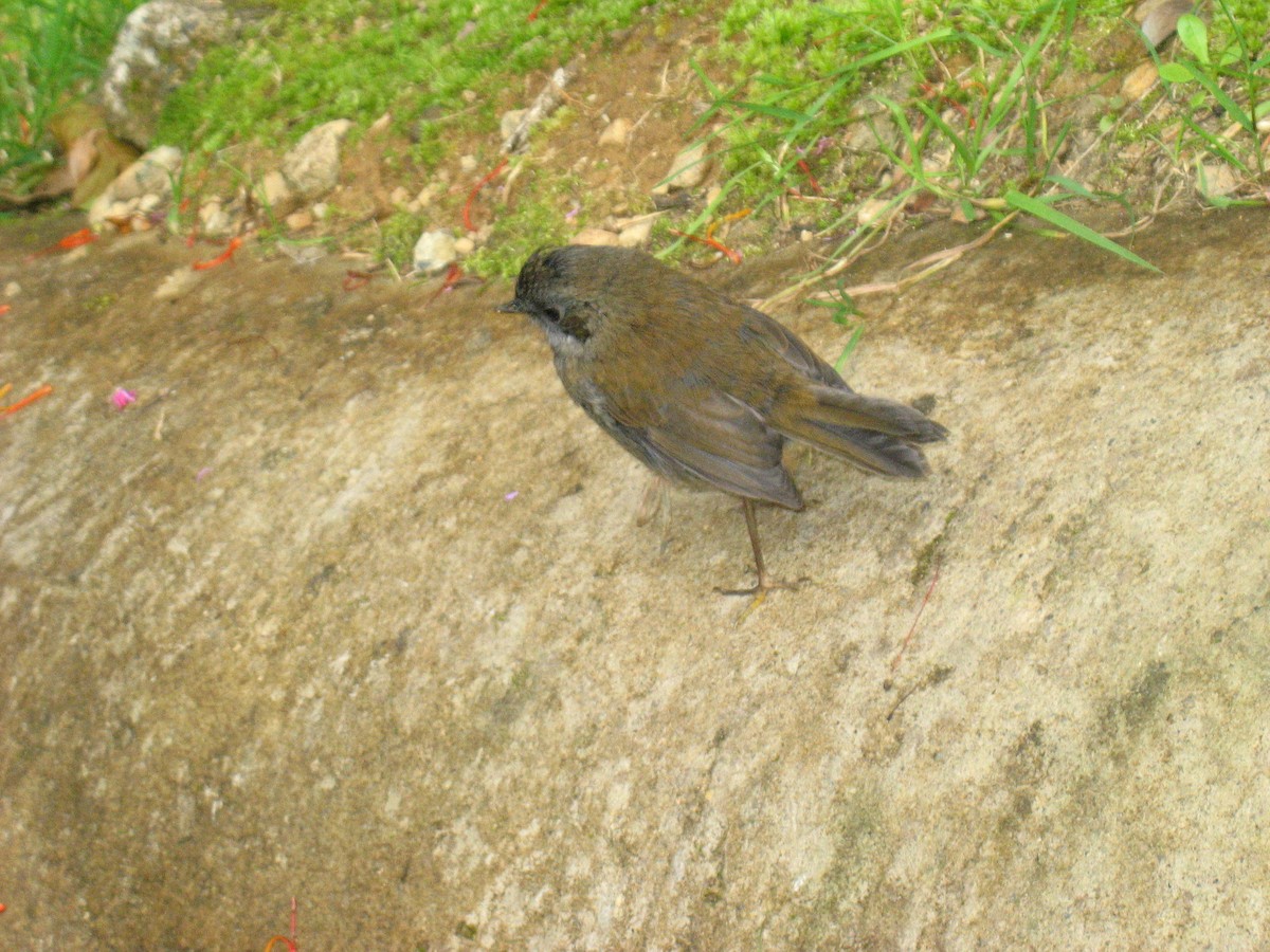 Black-billed Nightingale-Thrush - marvin hyett