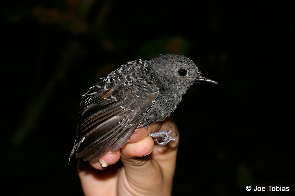 Common Scale-backed Antbird (Gray-breasted) - ML204039311