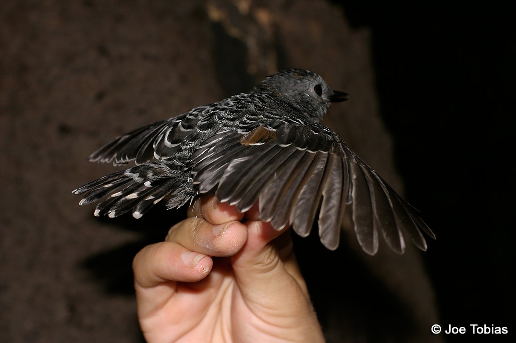 Common Scale-backed Antbird - Joseph Tobias