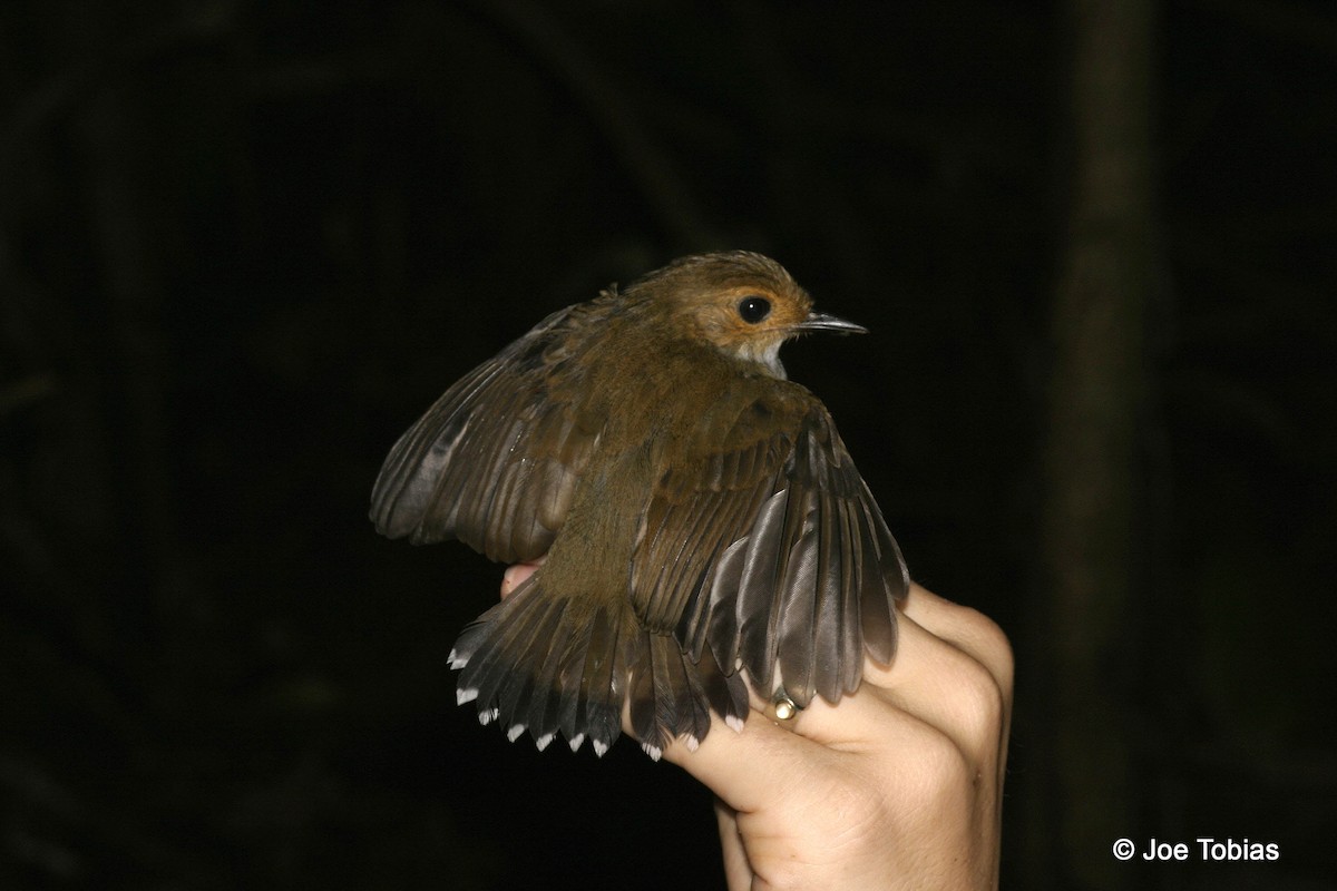 Common Scale-backed Antbird (Gray-breasted) - Joseph Tobias