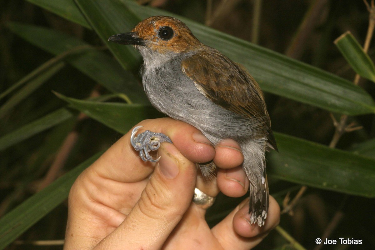 Common Scale-backed Antbird (Gray-breasted) - Joseph Tobias