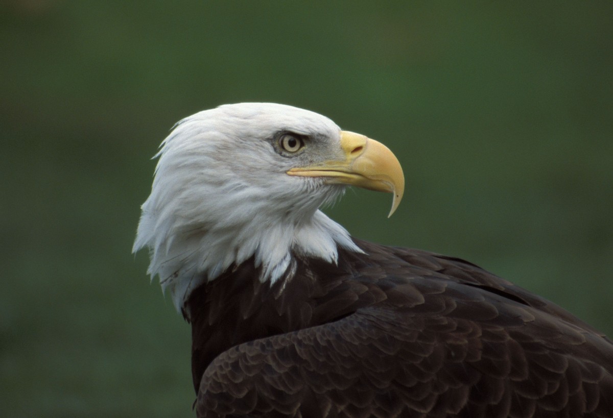 Bald Eagle - marvin hyett