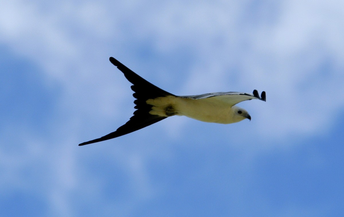 Swallow-tailed Kite - marvin hyett