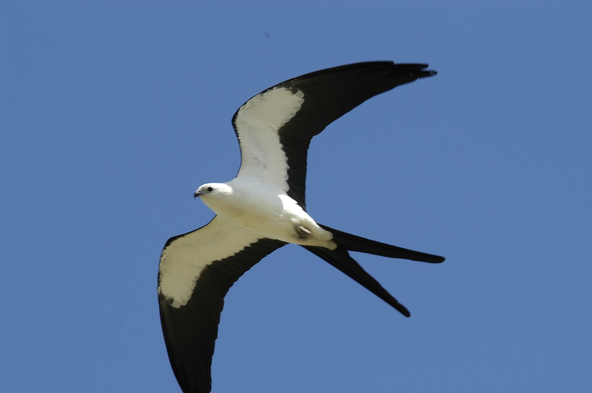 Swallow-tailed Kite - marvin hyett