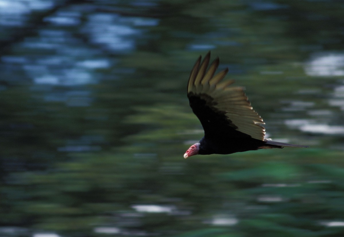 Turkey Vulture - marvin hyett