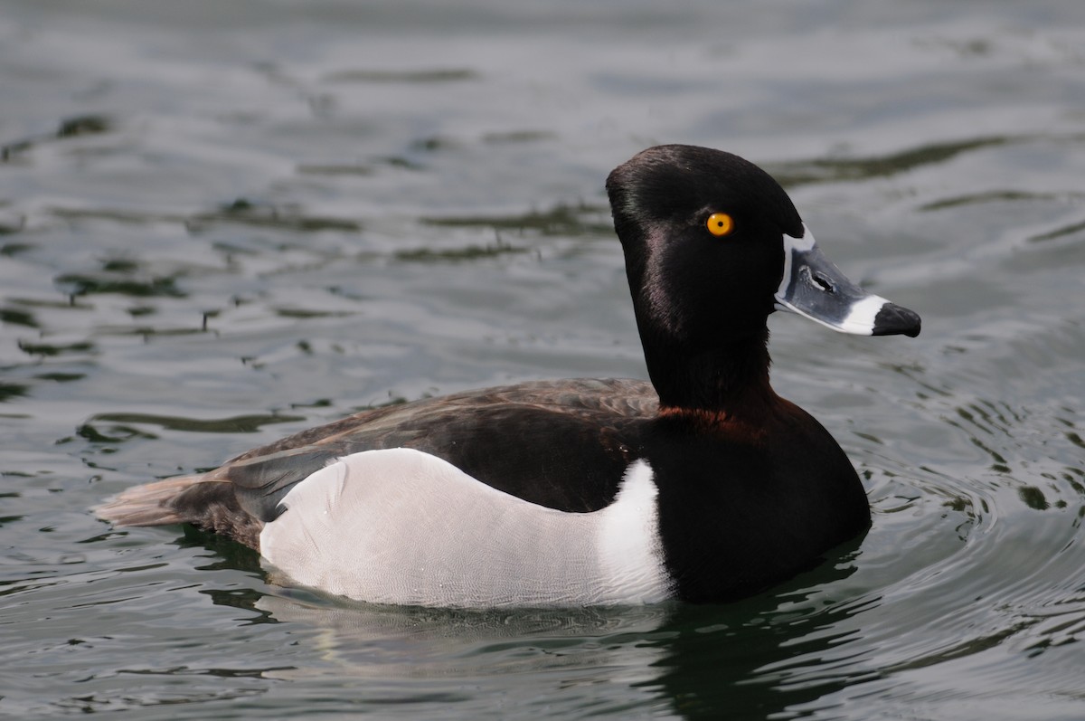 Ring-necked Duck - marvin hyett