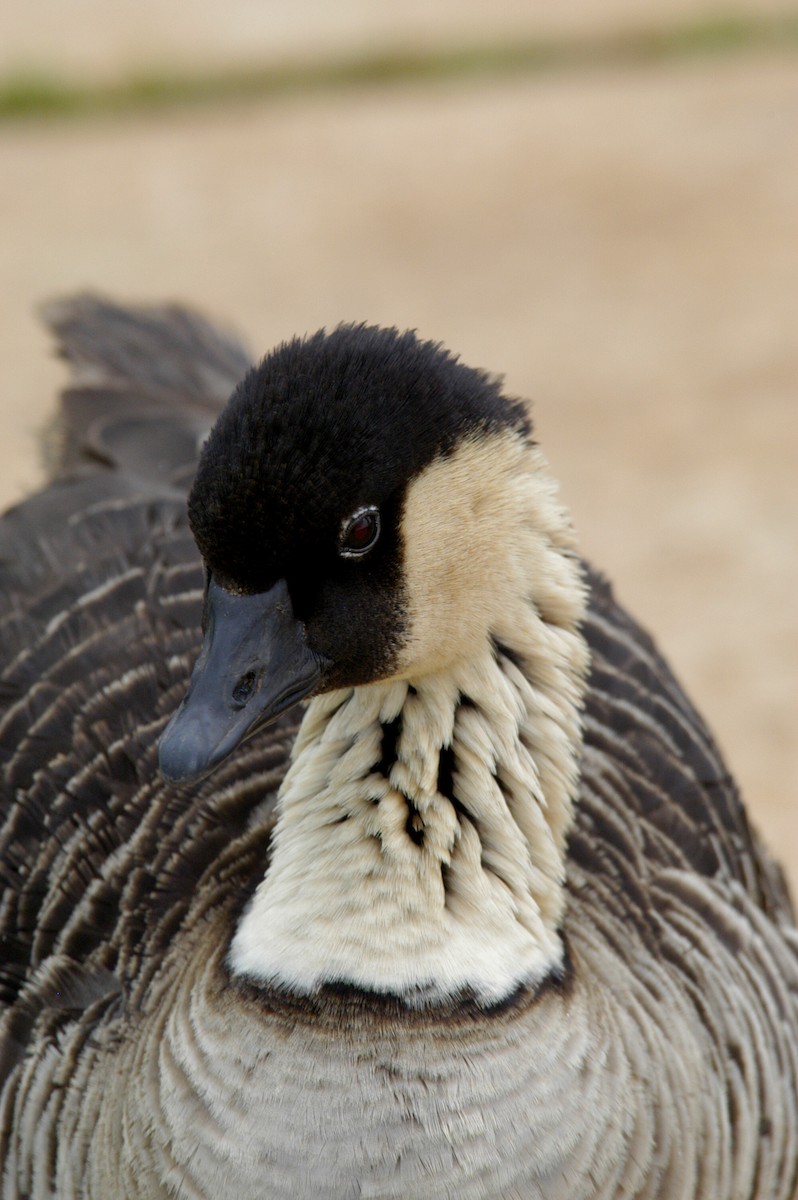 Hawaiian Goose - marvin hyett