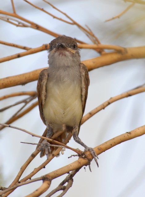 Brown-crested Flycatcher - eBird