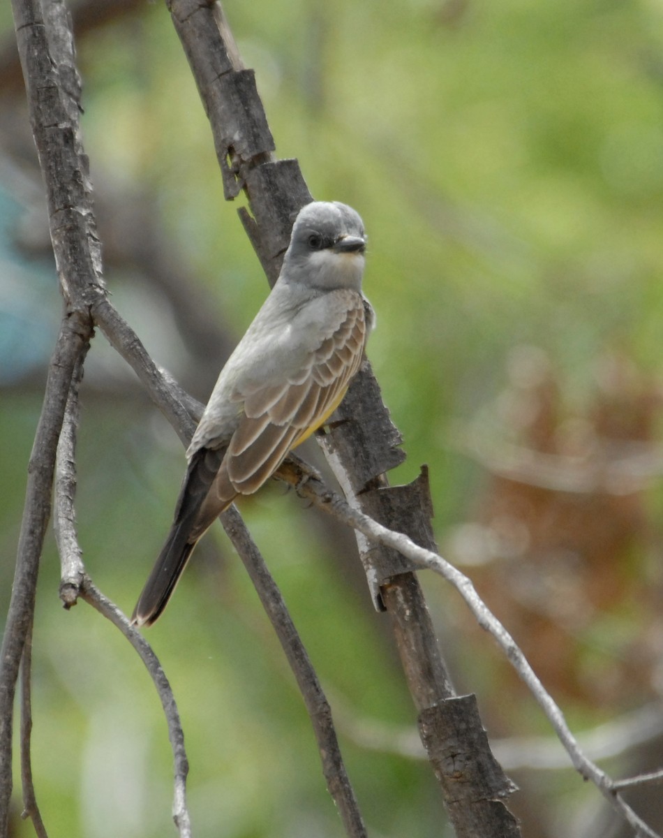 Cassin's Kingbird - marvin hyett