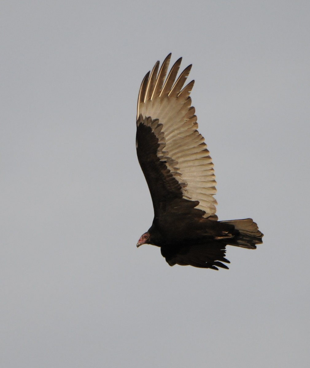 Turkey Vulture (Northern) - marvin hyett