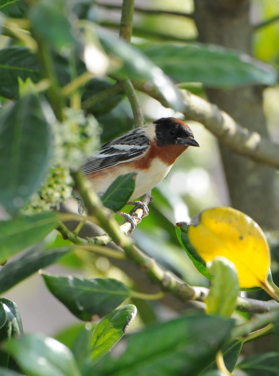 Bay-breasted Warbler - ML204040911