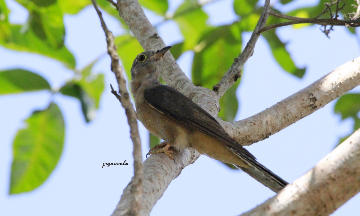 Brush Cuckoo (Sunda) - ML204041461