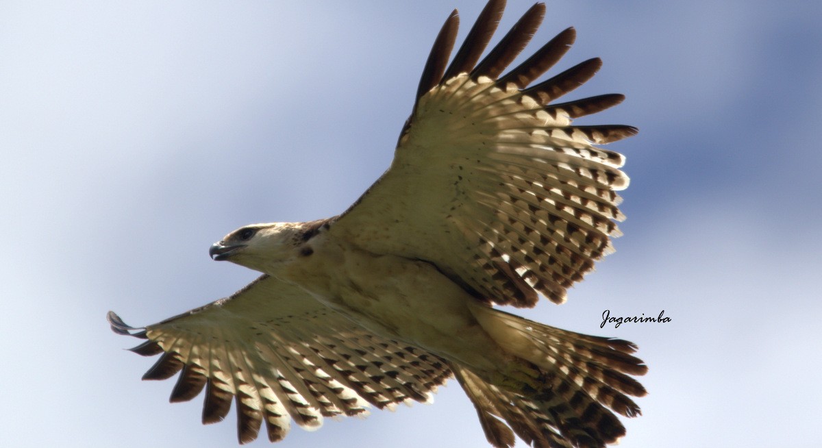 Flores Hawk-Eagle - Yovie Jehabut