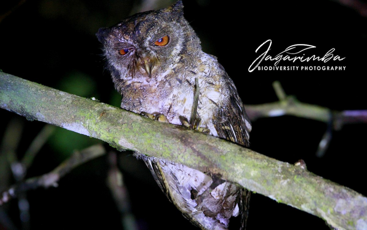 Moluccan Scops-Owl (Moluccan) - ML204041681