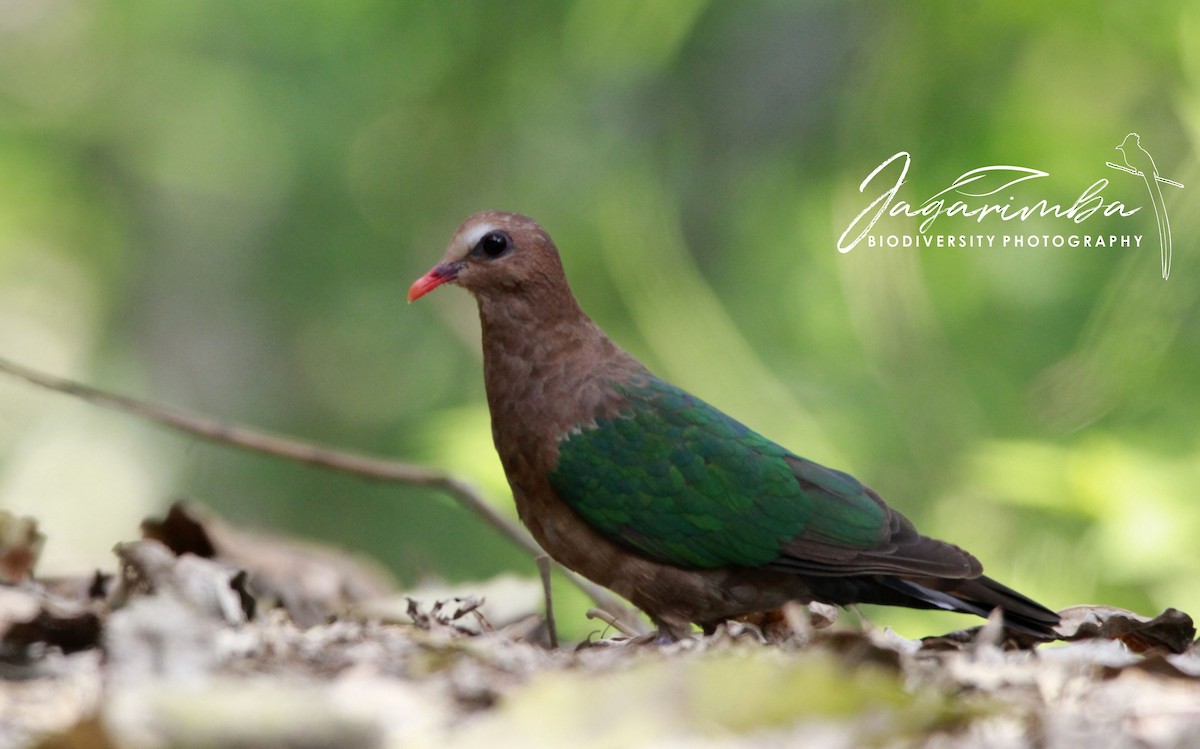 Asian Emerald Dove - Yovie Jehabut