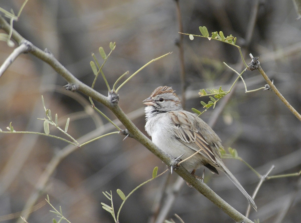Rufous-winged Sparrow - marvin hyett