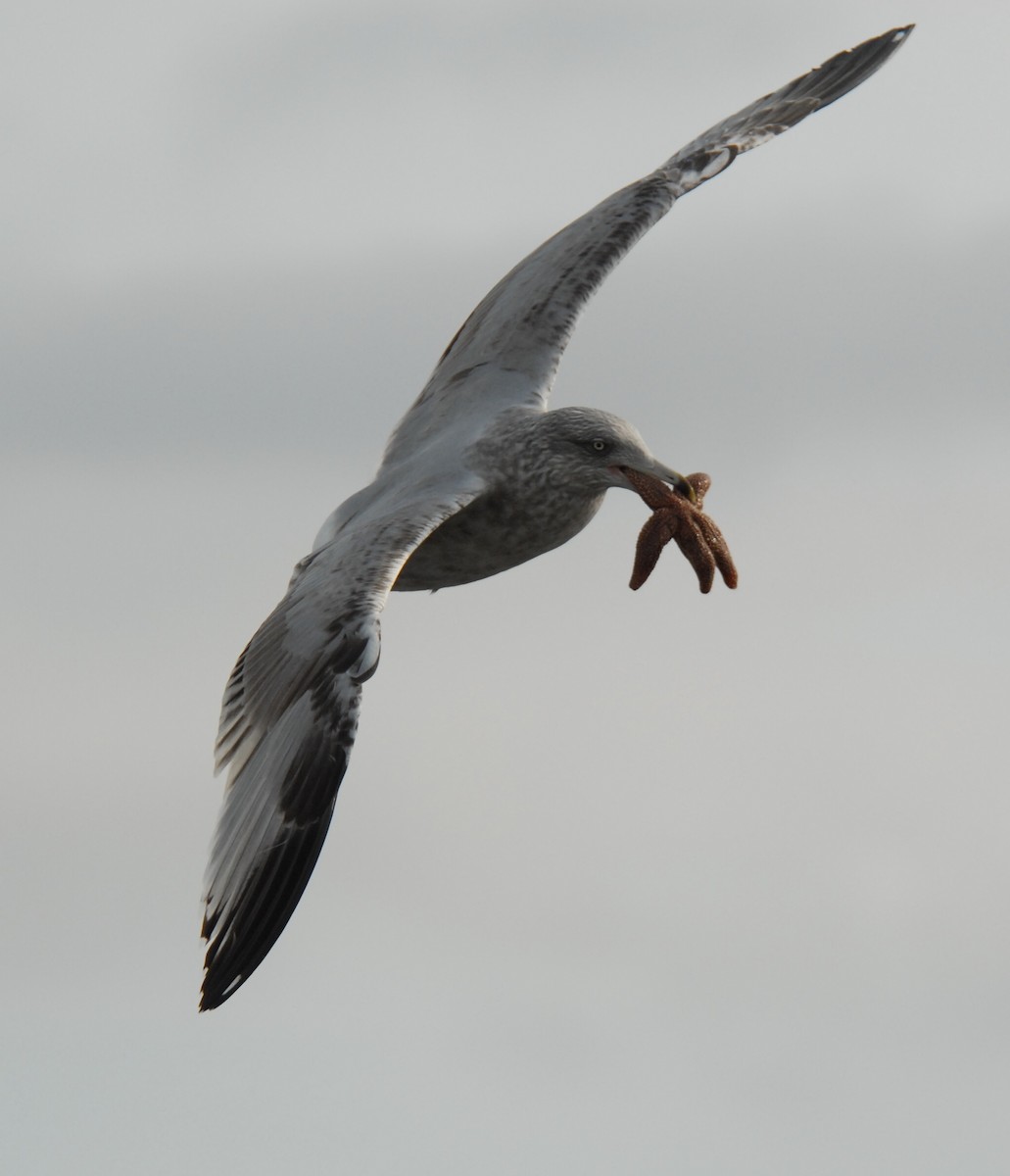 Herring Gull (American) - marvin hyett