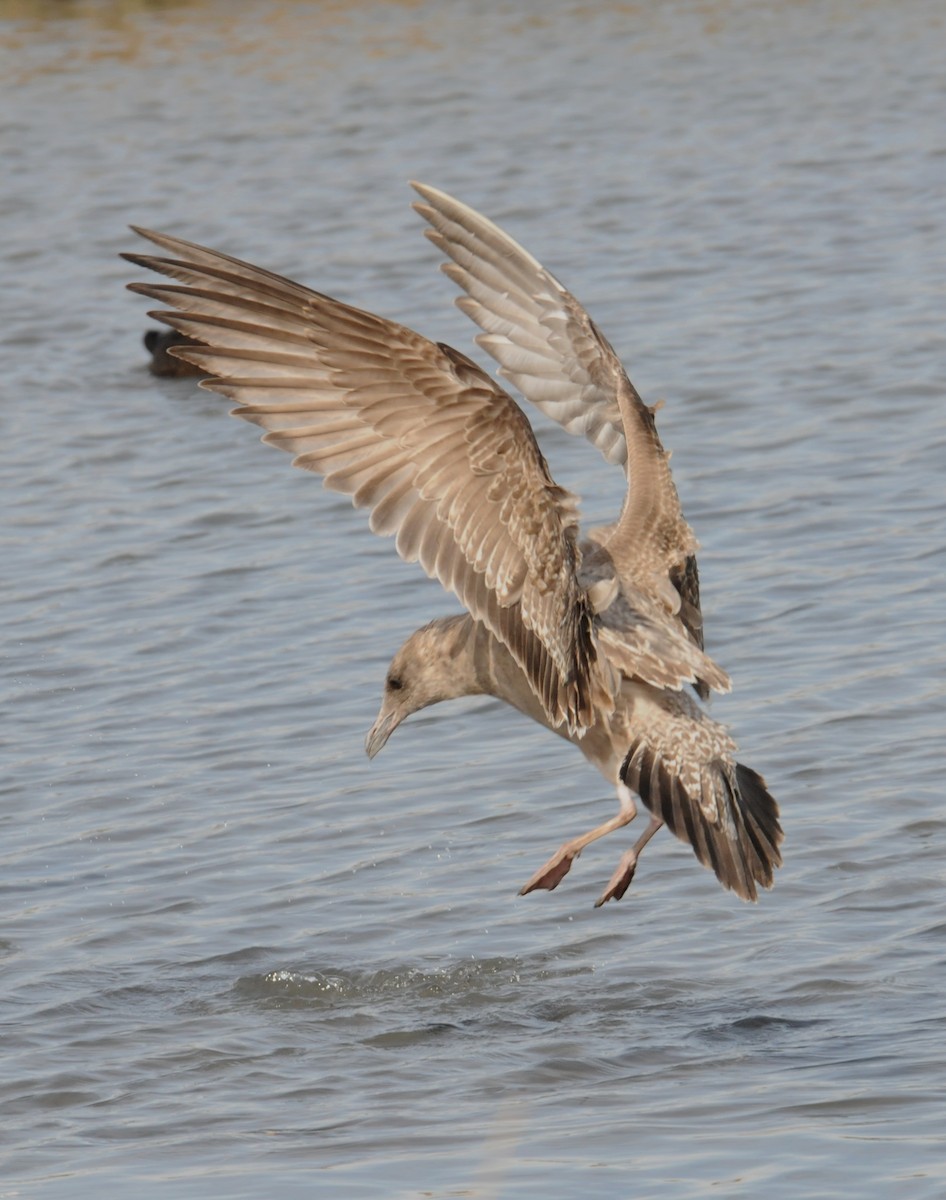 Herring Gull (American) - marvin hyett