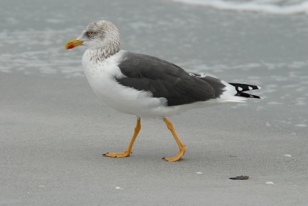 Lesser Black-backed Gull (graellsii) - marvin hyett